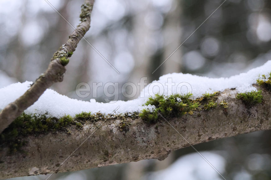 снег на мхе ветки осины