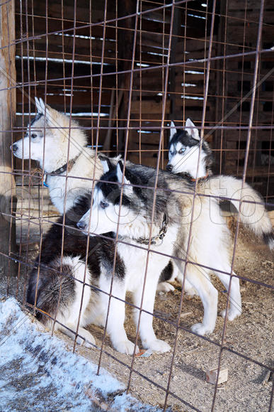 Хаски в загоне