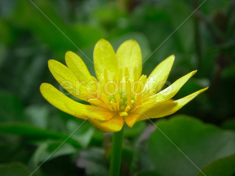 Лесной цветок