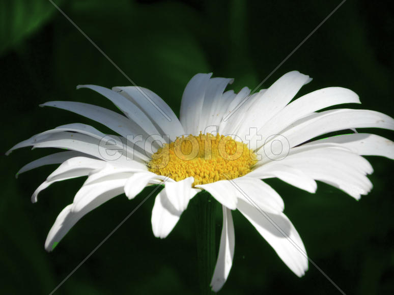 одинокий цветок