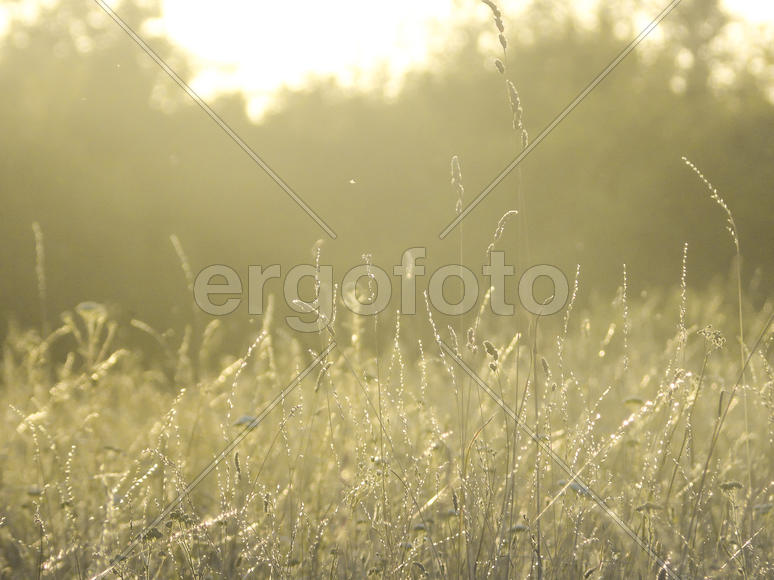 Поле с травой