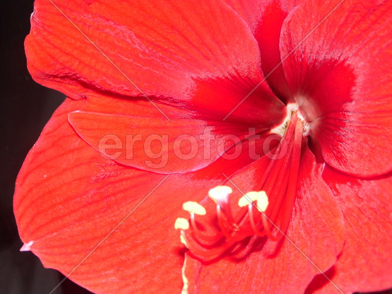 алый цветок