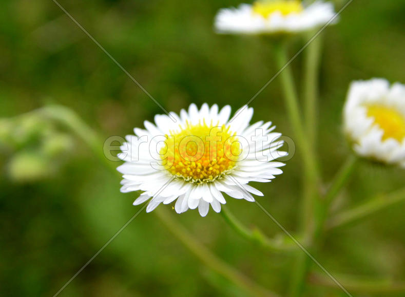 Полевая ромашка