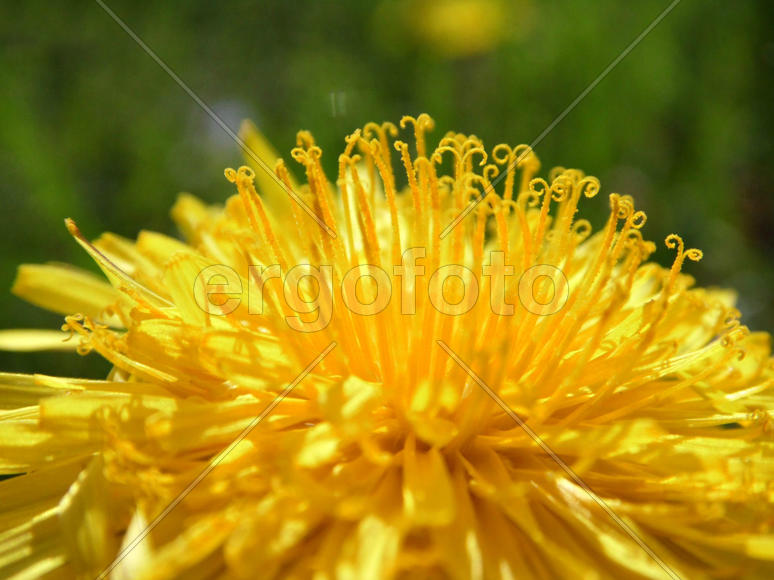 Неспелый одуванчик