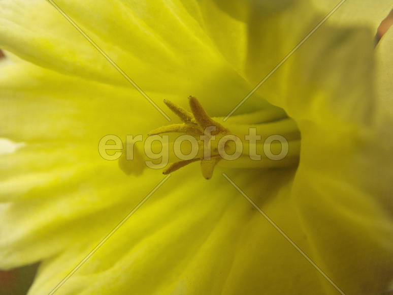 Желтый распустившийся нарцисс