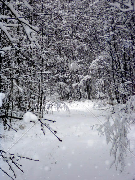 Тропа в сказочный лес