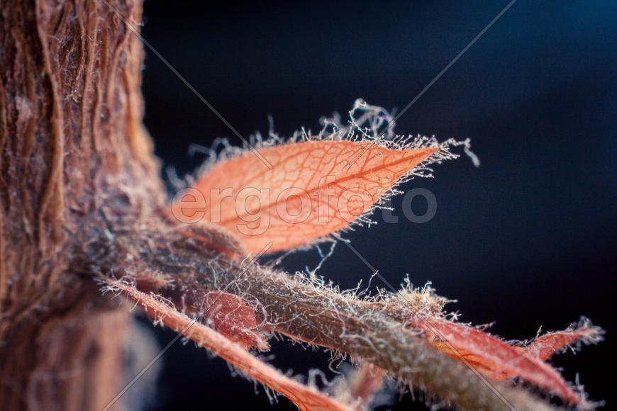 Маленький оранжевый лист на дереве