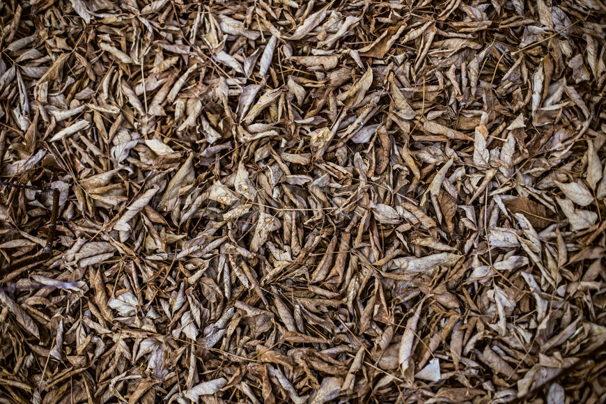 Желтые листья