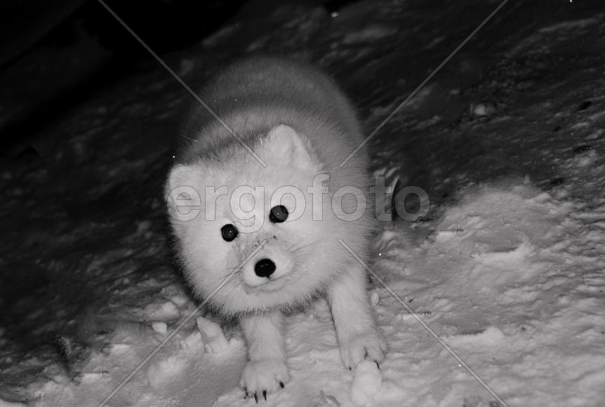 Песец Гришка