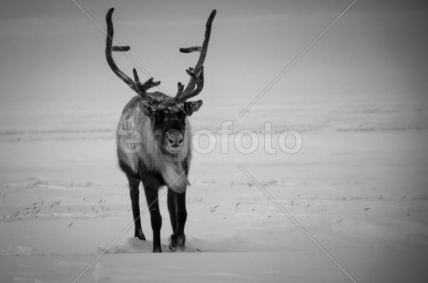 Хозяин тундры