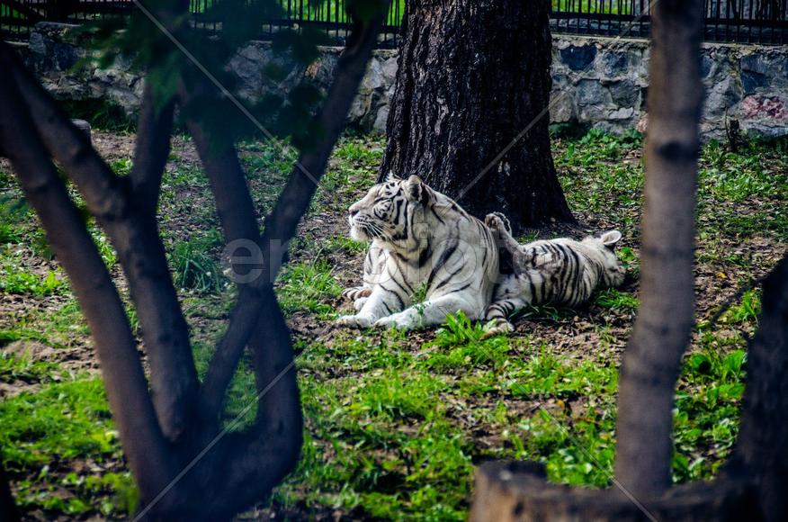 Бенгальский белый тигр