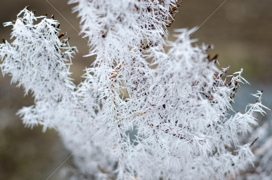 Иголки на иголках