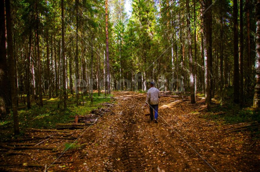 Дорога в лесу