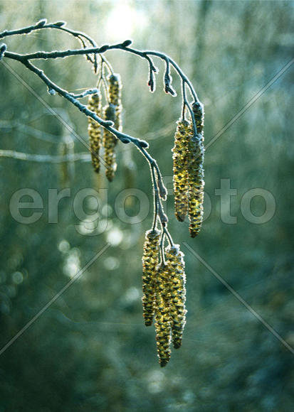 Серёжка ольховая