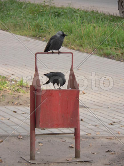 Городские хозяева