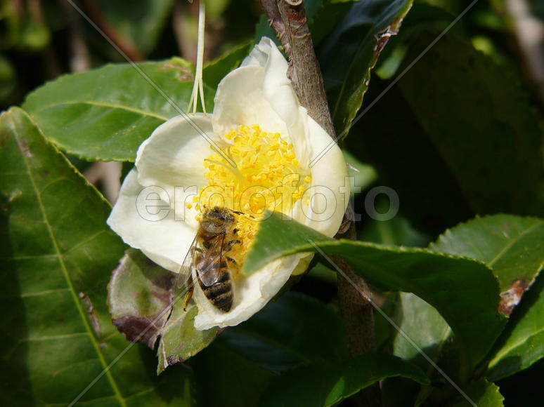 Чай с мёдом