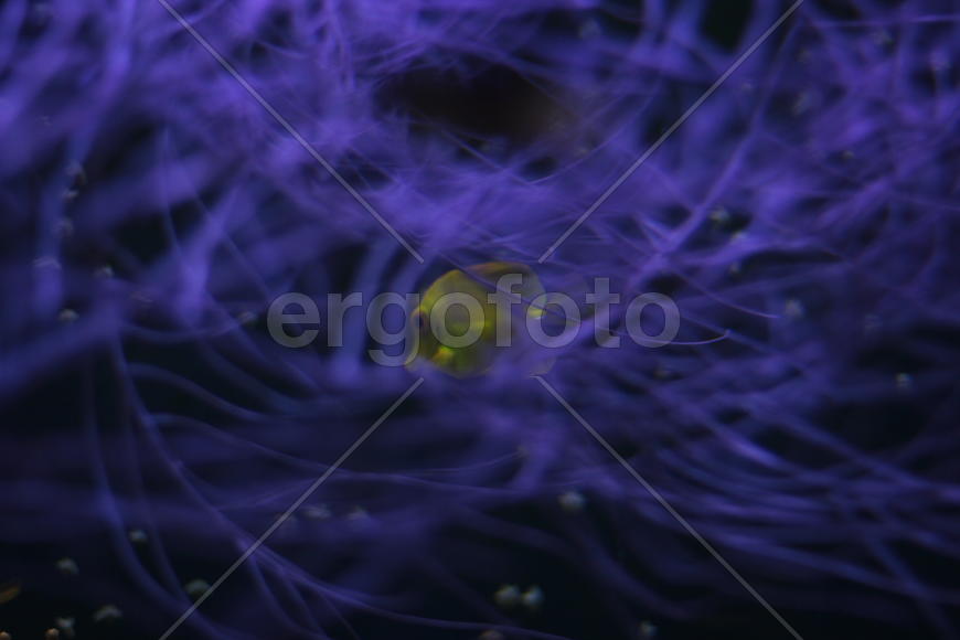 водоросли и рыбка