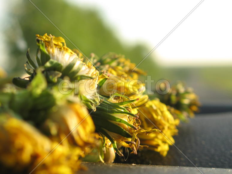 Желтая весна