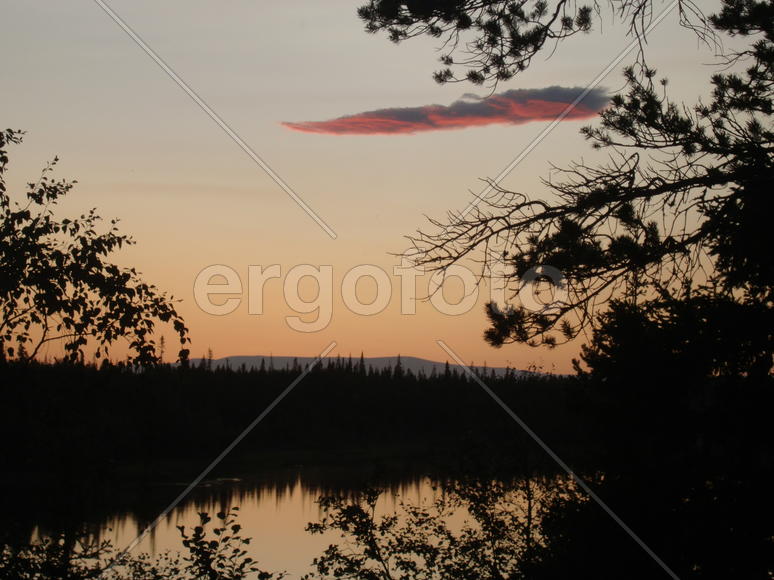 В северном бору