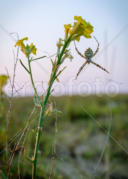 Краснодарский край