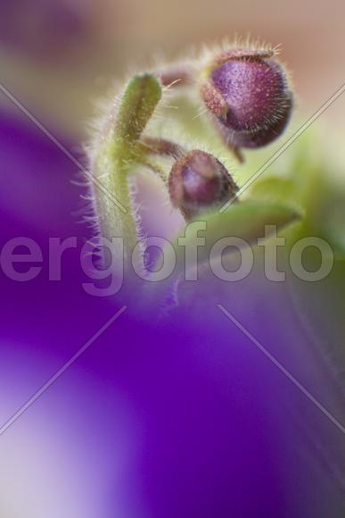 Ставрополь