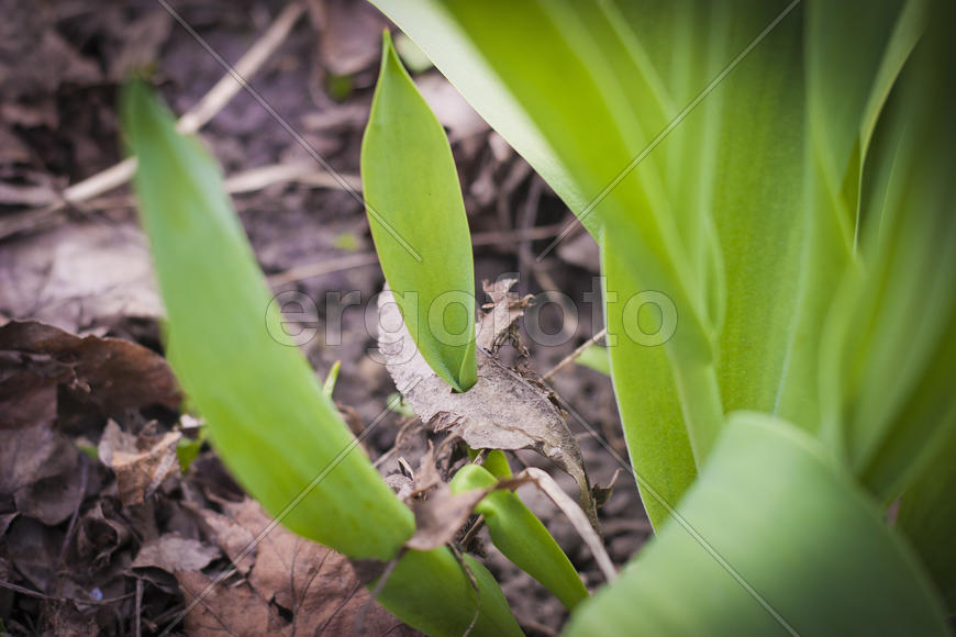 Ставрополь