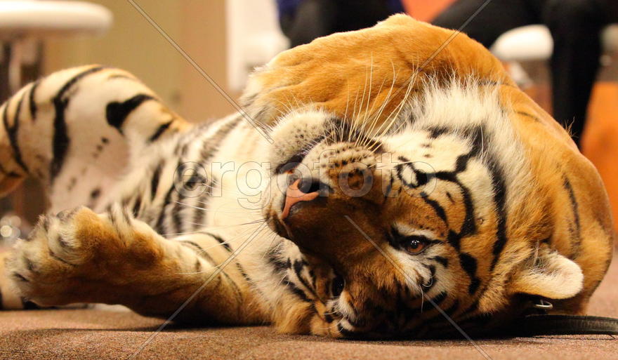 Тигр Мартин_1