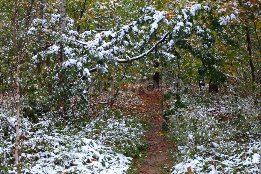 Первый снег