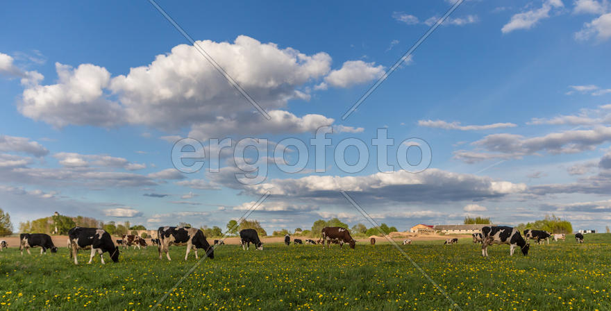 Cows on the field