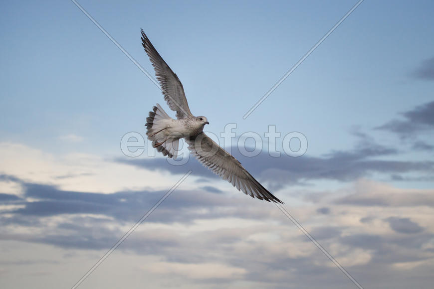 Common gull in sky