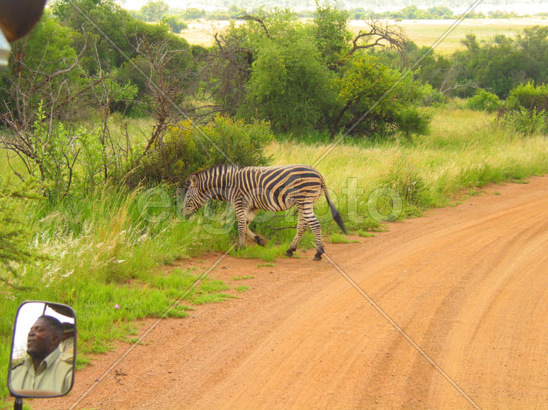 Раннее утро в буше.Зебры здесь хозяева.
