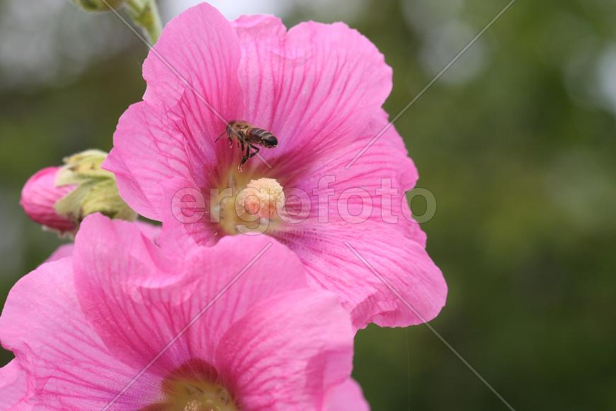 Пчела и цветок