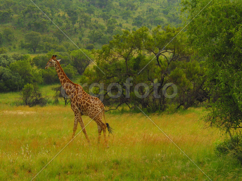 Жирафа в природе это очень красиво. 