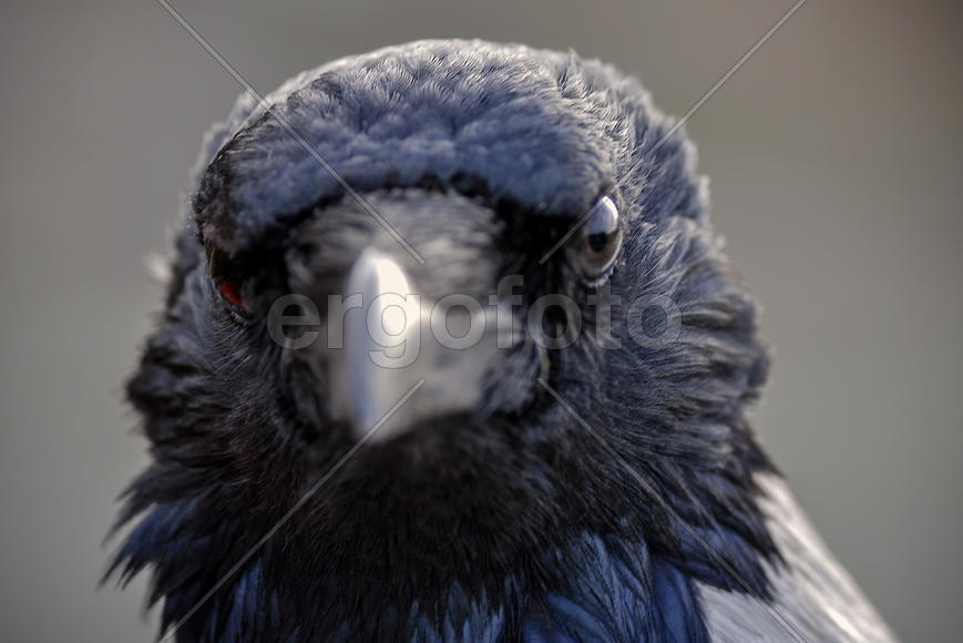 "Портрет птицы".