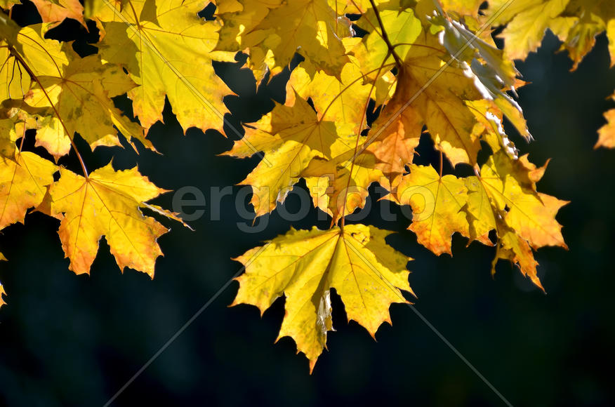 Золотая осень