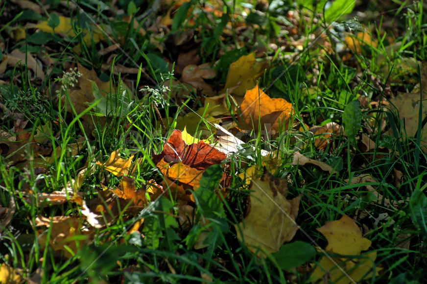 Золотая осень