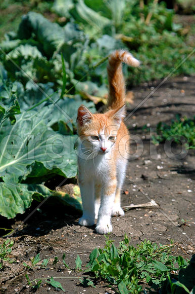 кошачий дозор