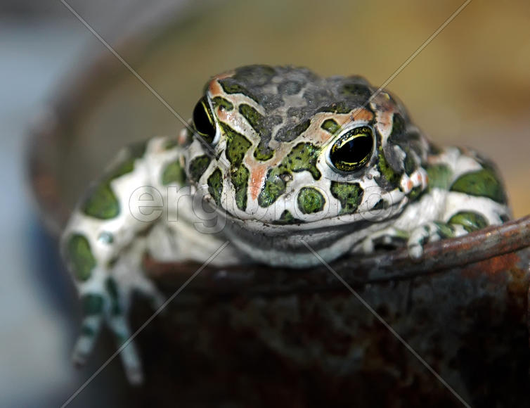 царевна-лягушка