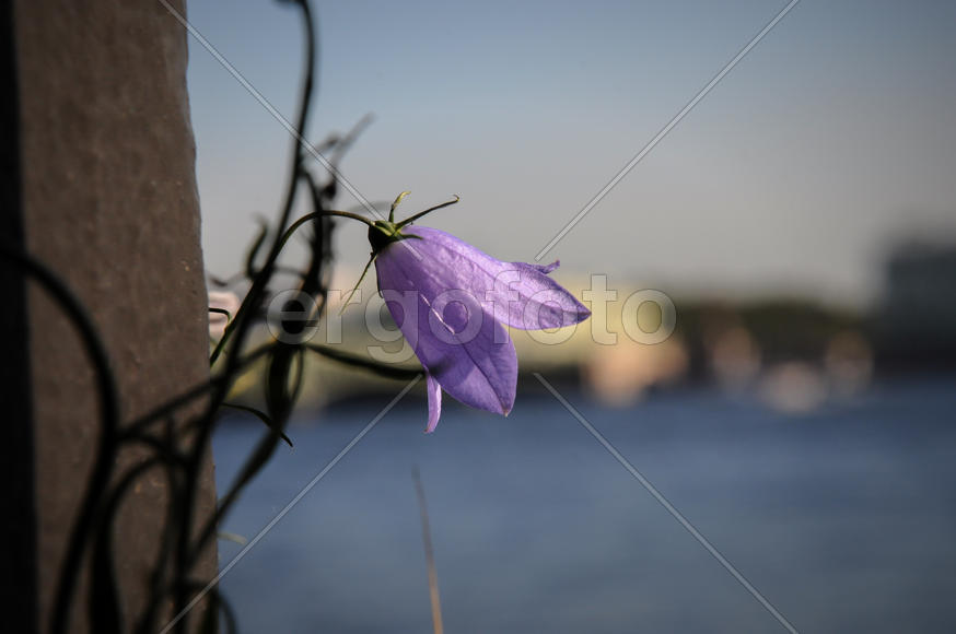 Невский колокольчик