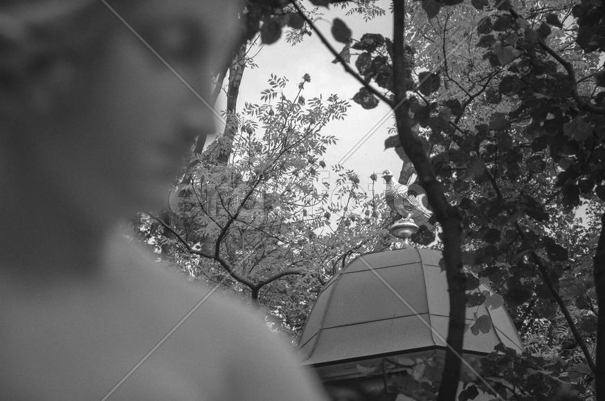 Золотой голубь