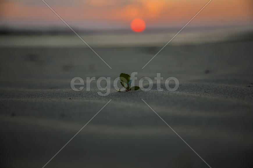 Зеленый / Green