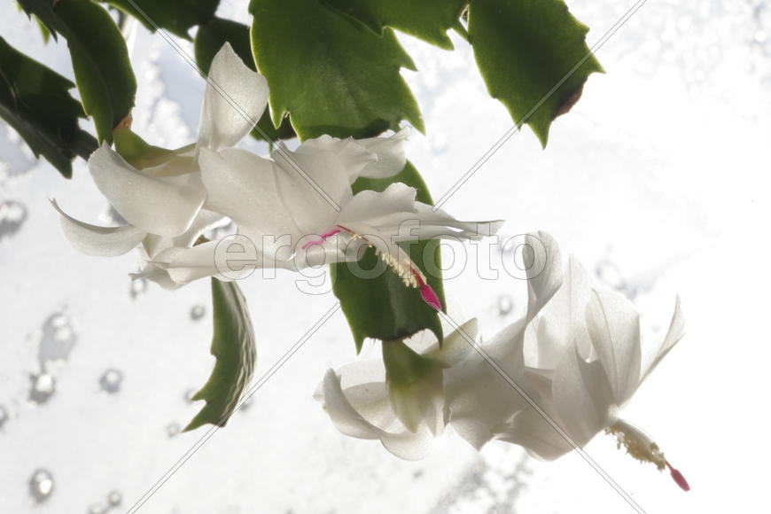Морозный день за окном, а в комнате цветёт кактус Шлюмбергера. По - нашему просто "Декабрист".