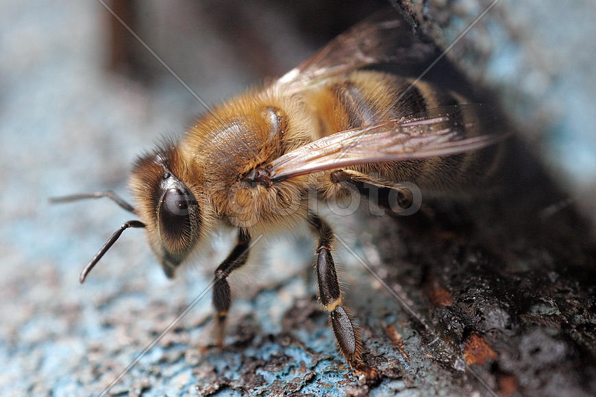 Молодая карпатская пчела