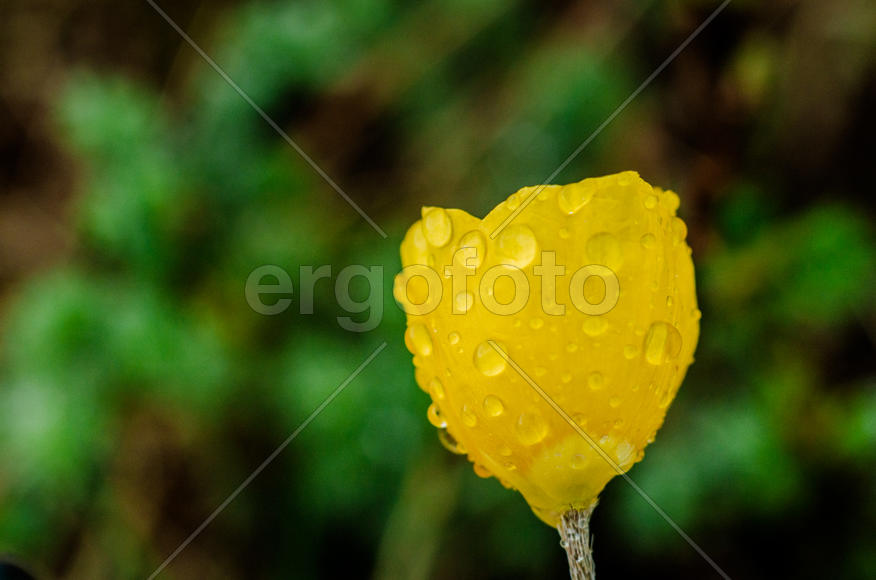 Целый бутон в каплях росы 