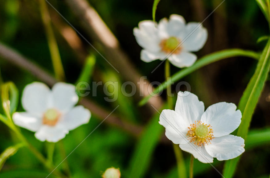 Белые цветы на фоне зелени и коричневых веток 