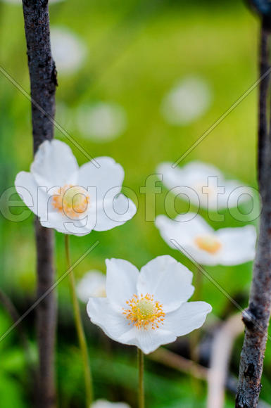 Белый бутон цветка крупным планом 