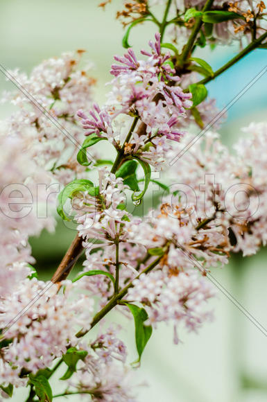 Цветы сирени после  дождя 