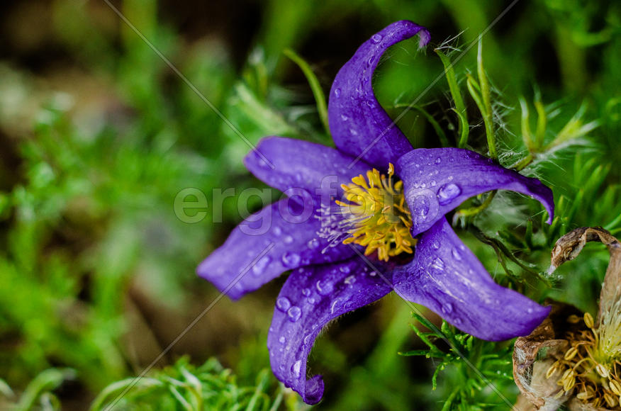 Фиолетовый бутон в каплях росы 