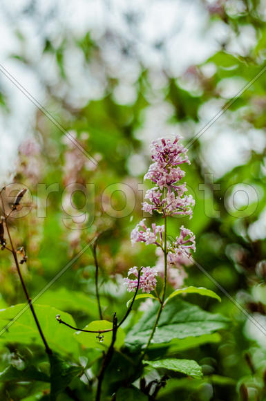 Цветы сирени после  дождя 