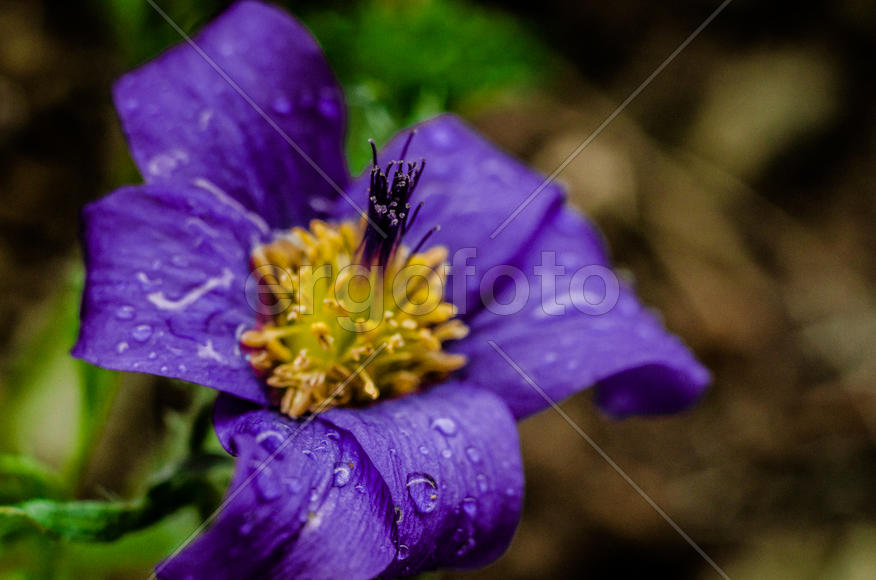 Фиолетовый бутон в каплях росы 